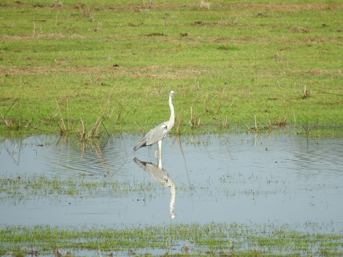 Gray Heron - Angeline Mano M