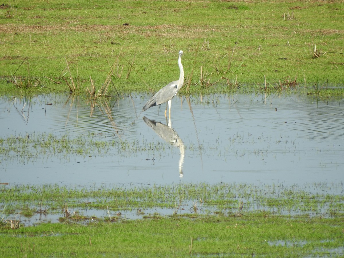 Gray Heron - Angeline Mano M