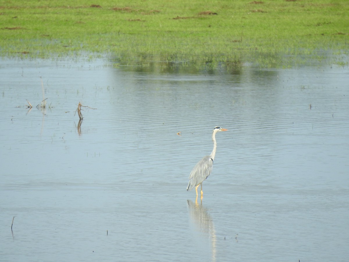 Gray Heron - Angeline Mano M