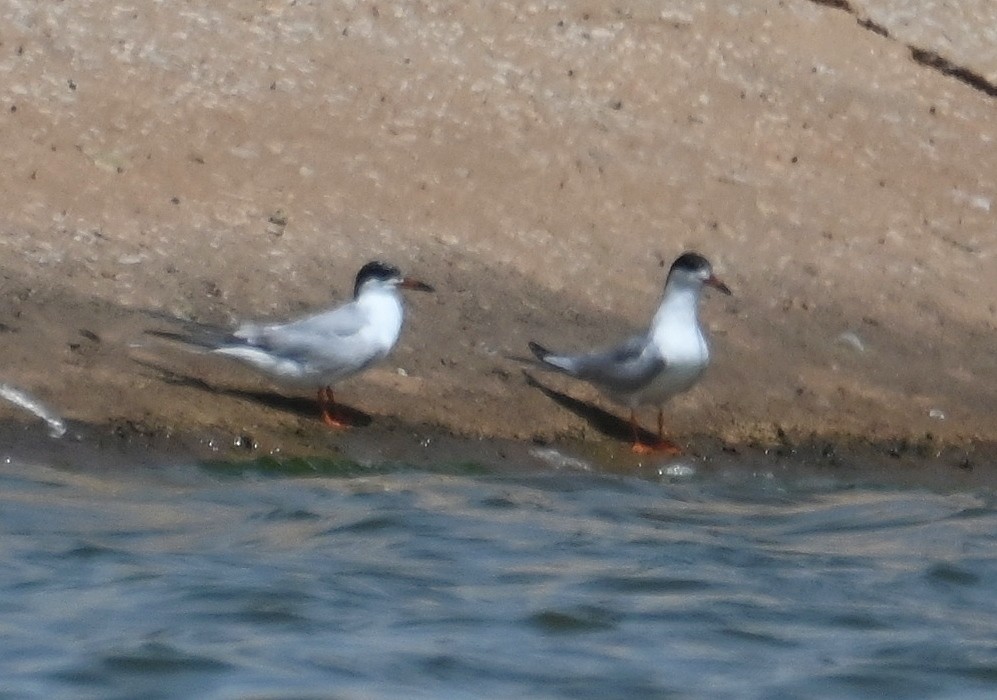 Forster's Tern - Steve Davis