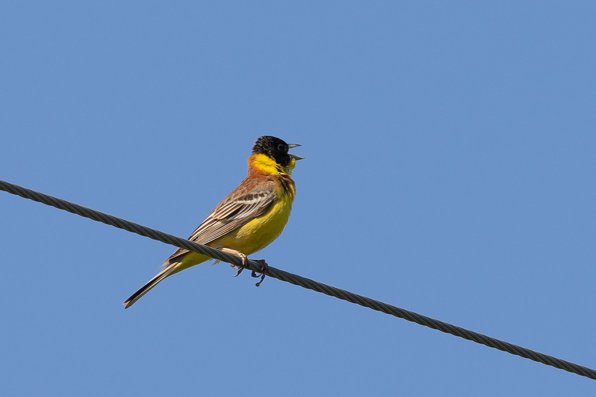 Black-headed Bunting - Nikos Mavris