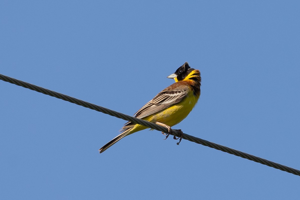 Black-headed Bunting - ML619557398