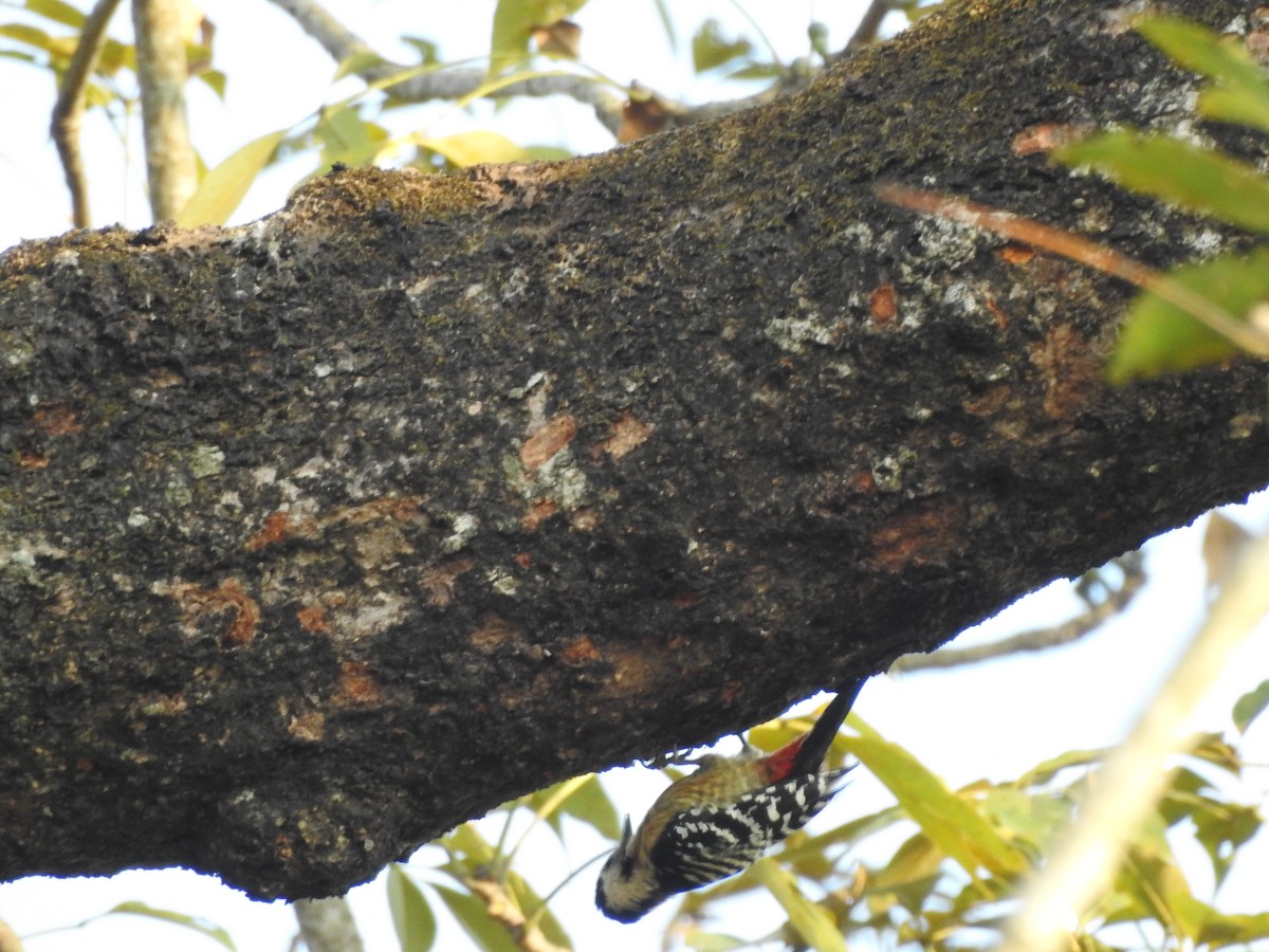 Fulvous-breasted Woodpecker - Selvaganesh K