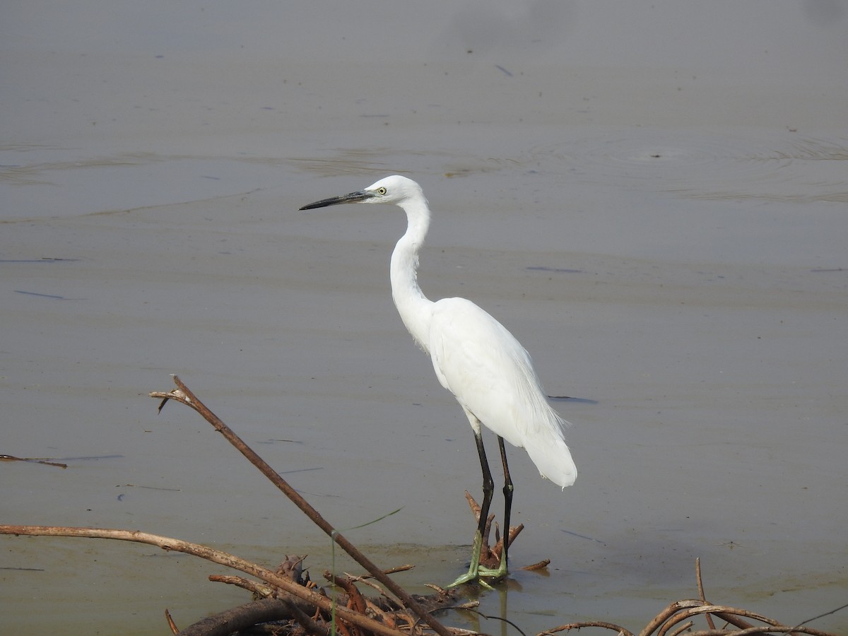 Little Egret - Angeline Mano M