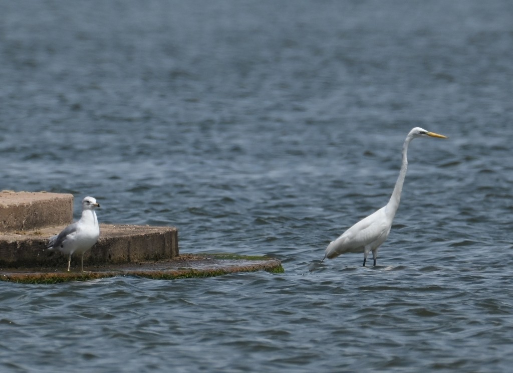 Great Egret - Steve Davis