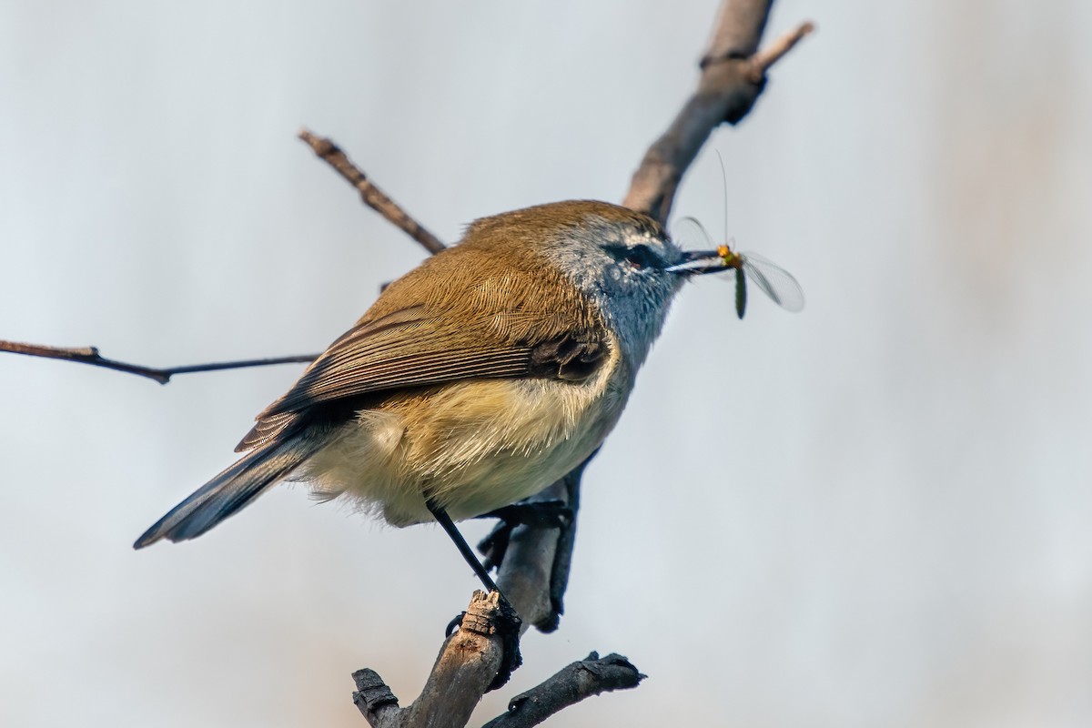 Brown Gerygone - ML619557411