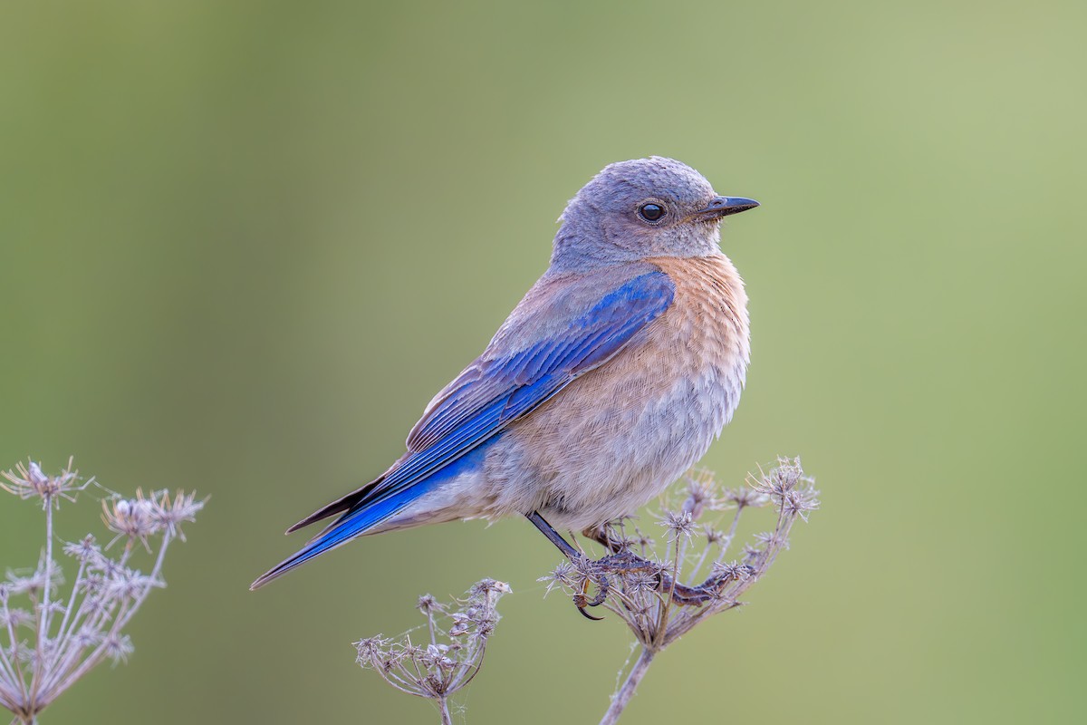 Western Bluebird - Xiang Gao