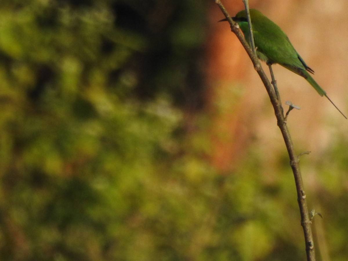 Asian Green Bee-eater - Selvaganesh K