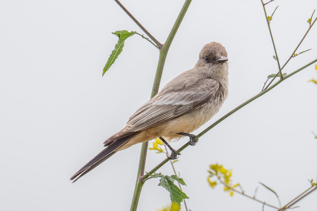 Say's Phoebe - Xiang Gao