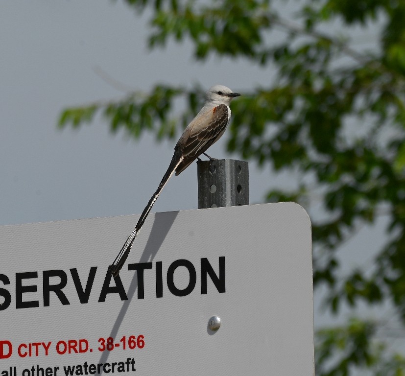 Scissor-tailed Flycatcher - Steve Davis