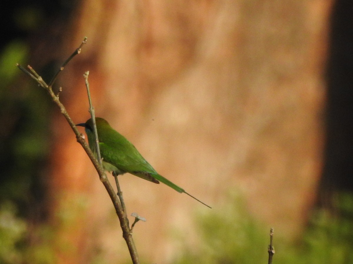 Asian Green Bee-eater - Selvaganesh K