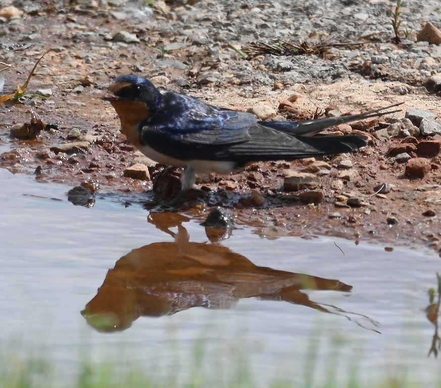 Barn Swallow - Steve Davis