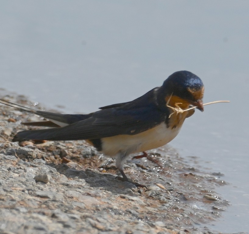 Barn Swallow - Steve Davis