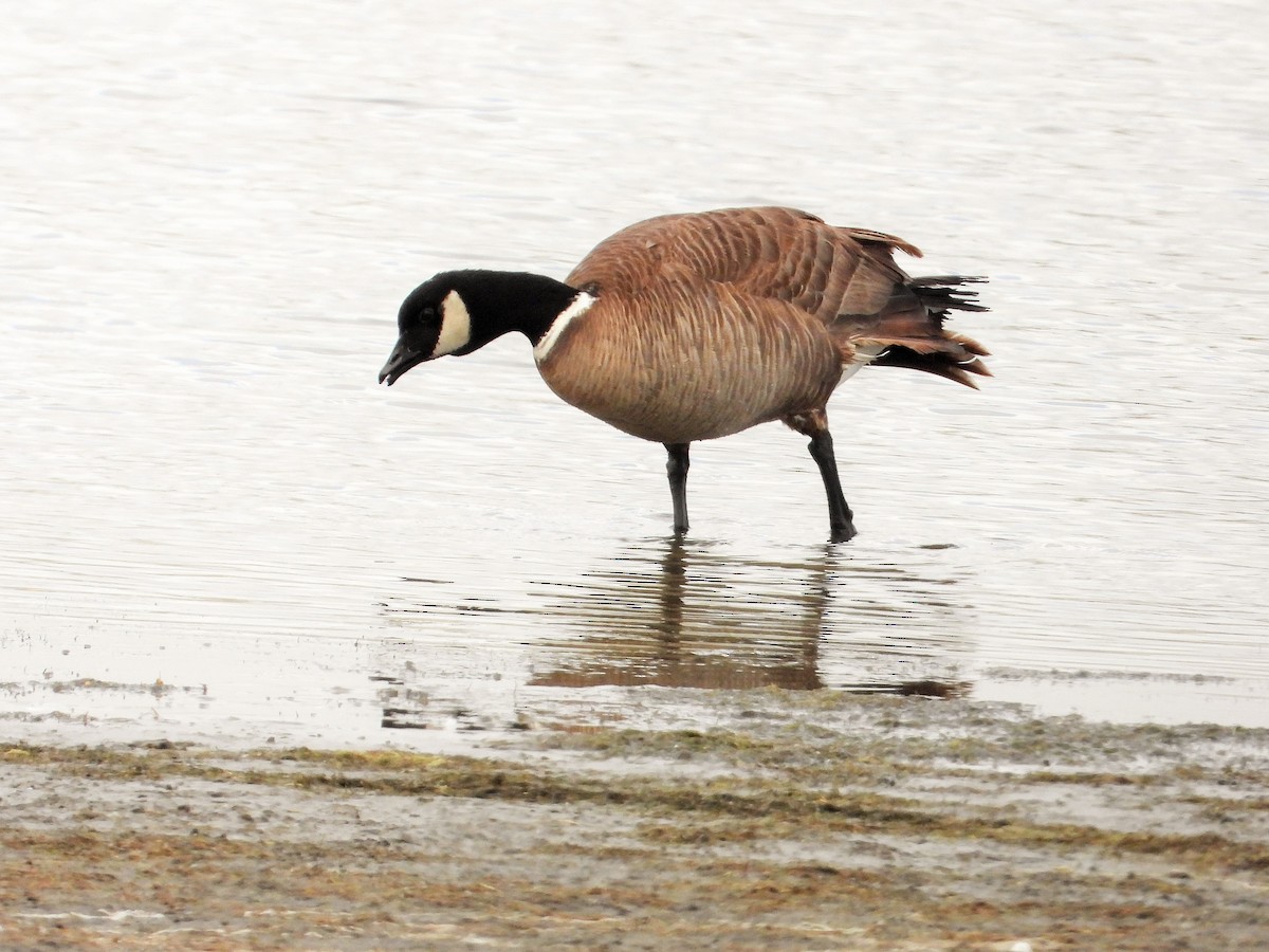 Cackling Goose - Carol Ann Krug Graves