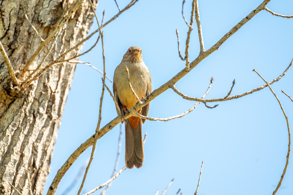 California Towhee - ML619557442