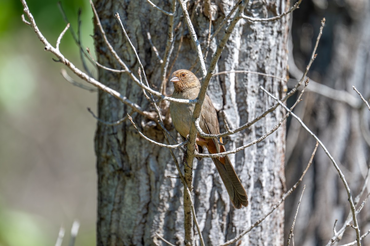 California Towhee - Xiang Gao