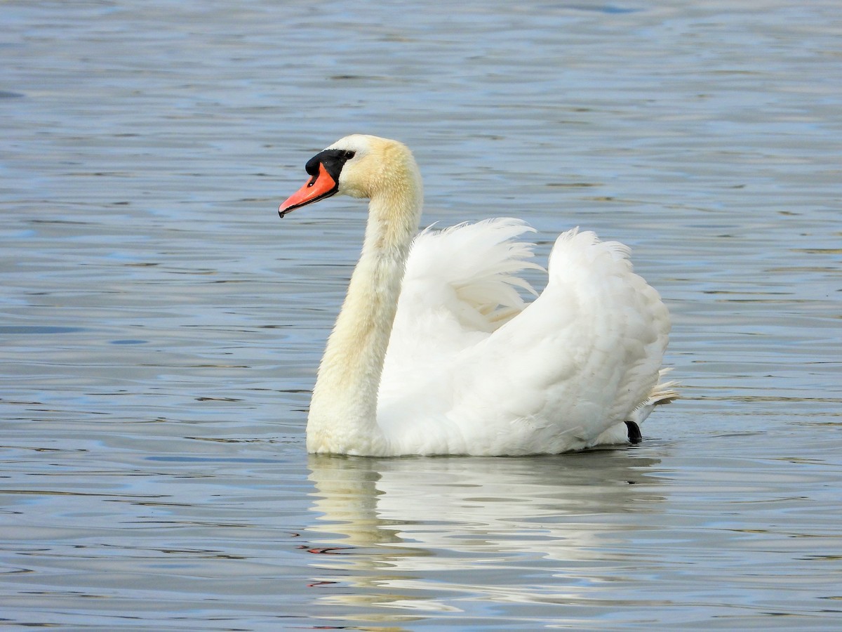 Mute Swan - Carol Ann Krug Graves