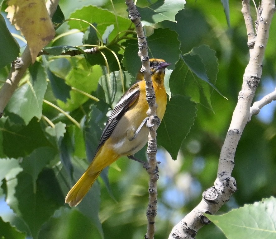 Baltimore Oriole - Steve Davis