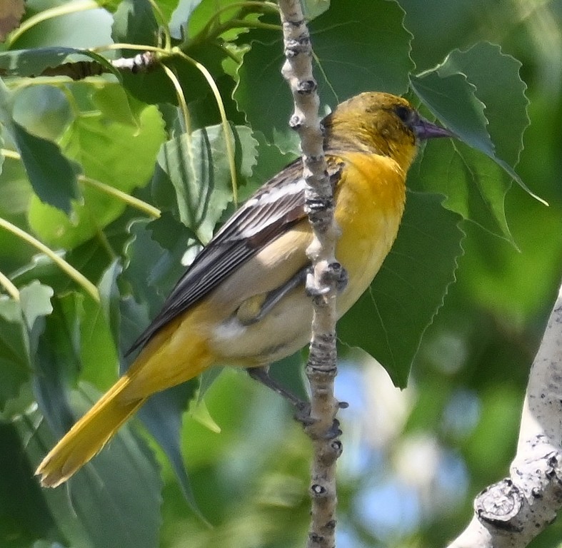 Baltimore Oriole - Steve Davis