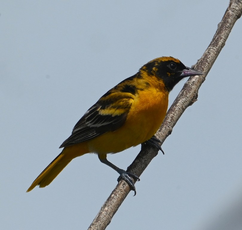 Baltimore Oriole - Steve Davis