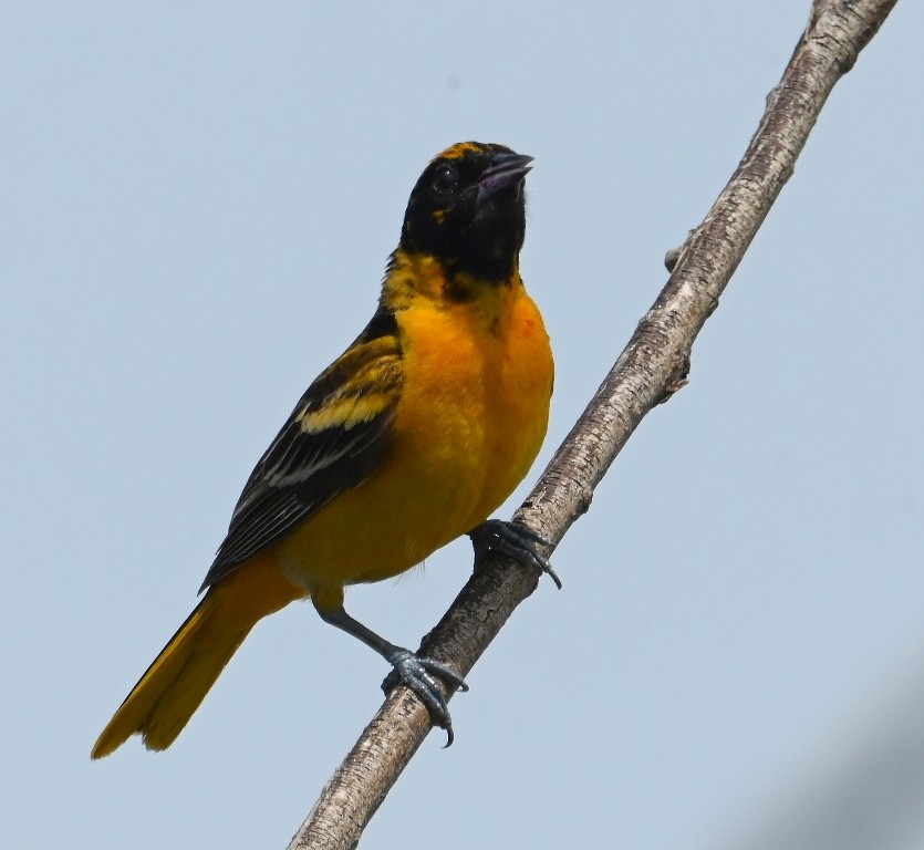 Baltimore Oriole - Steve Davis