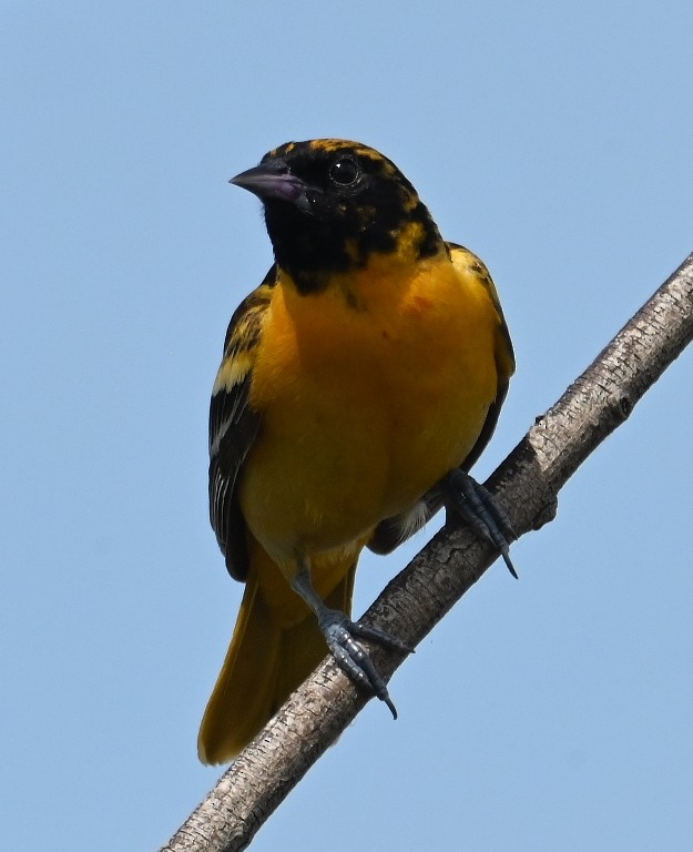 Baltimore Oriole - Steve Davis