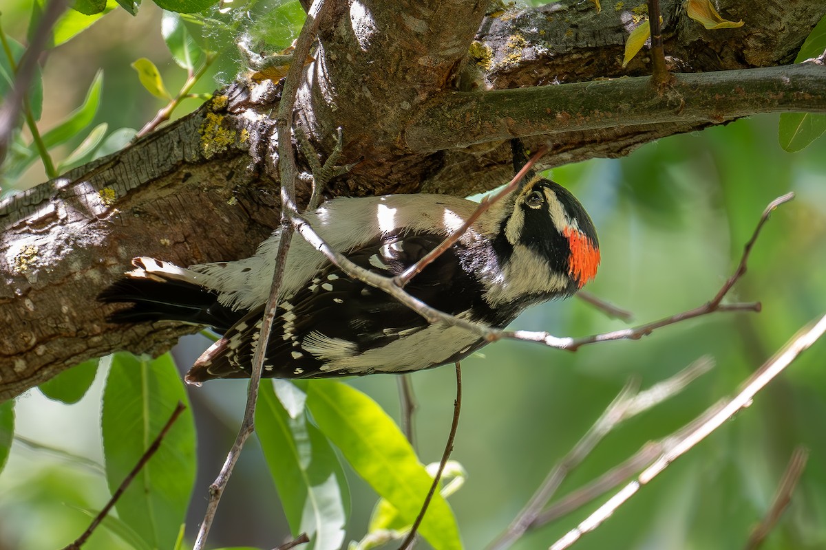 Hairy Woodpecker - Xiang Gao