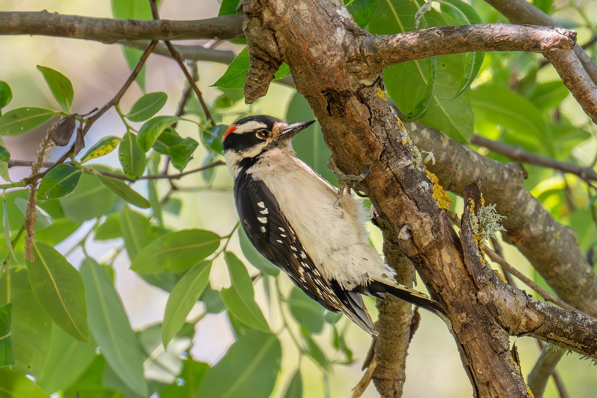 Hairy Woodpecker - Xiang Gao