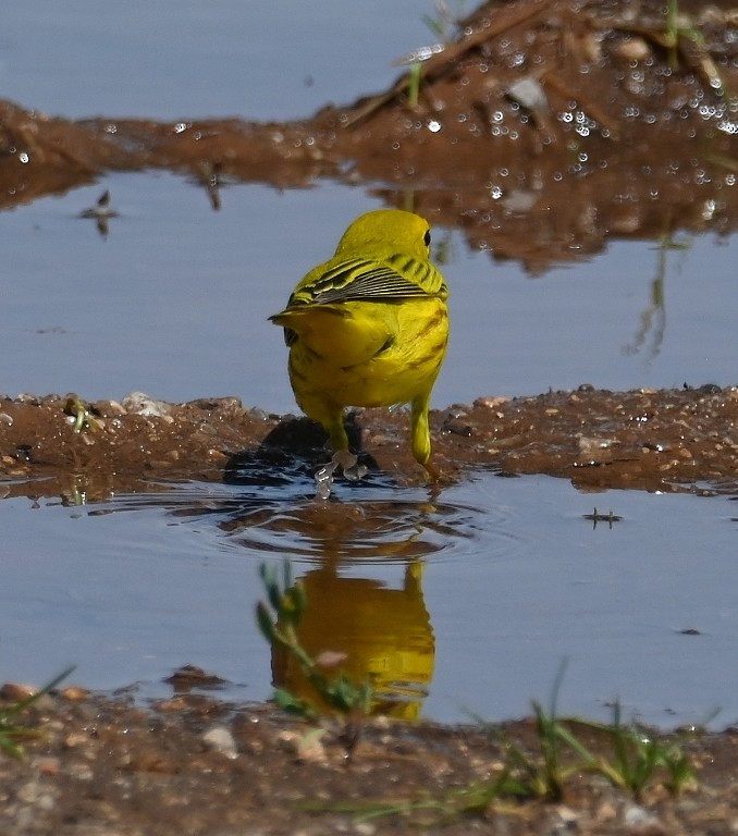 Yellow Warbler - Steve Davis