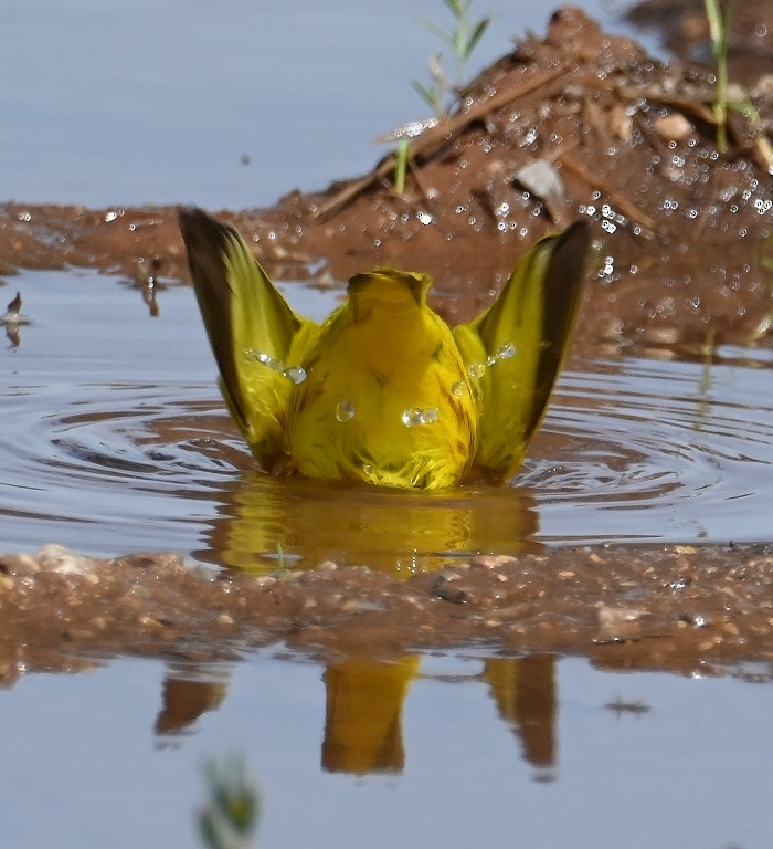 Yellow Warbler - Steve Davis