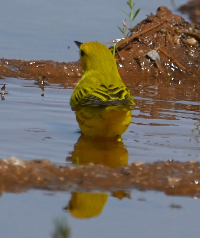 Yellow Warbler - Steve Davis