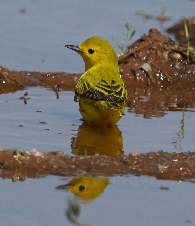 Yellow Warbler - Steve Davis