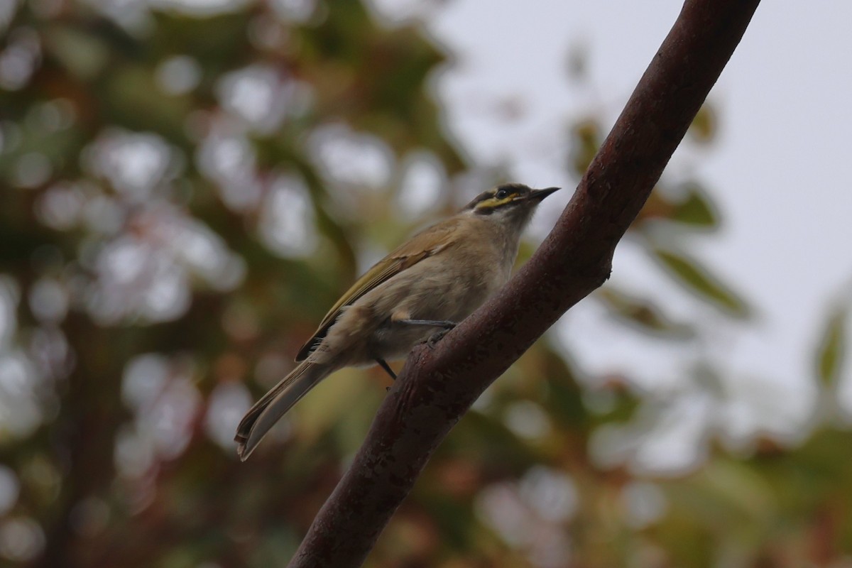 Yellow-faced Honeyeater - ML619557469