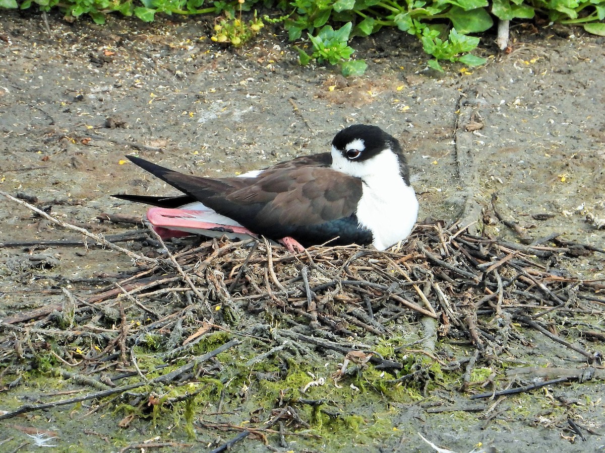 Black-necked Stilt - Carol Ann Krug Graves