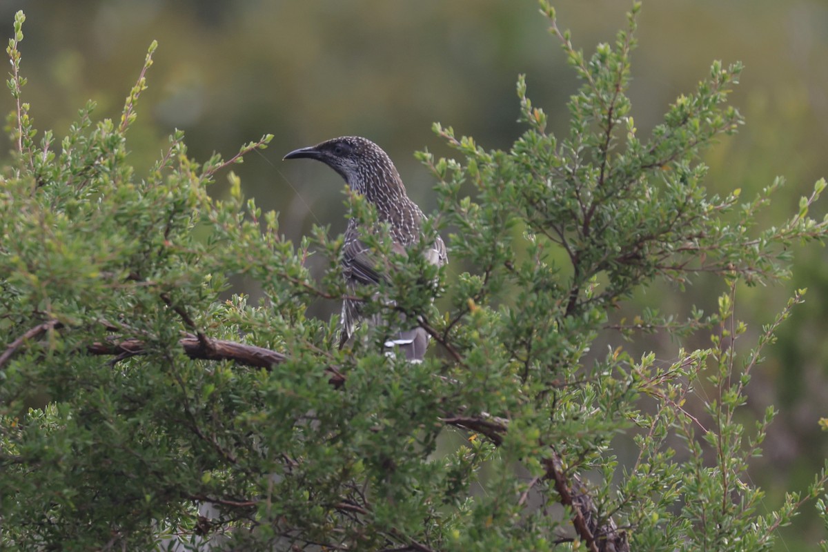 Little Wattlebird - Bay Amelia Reeson