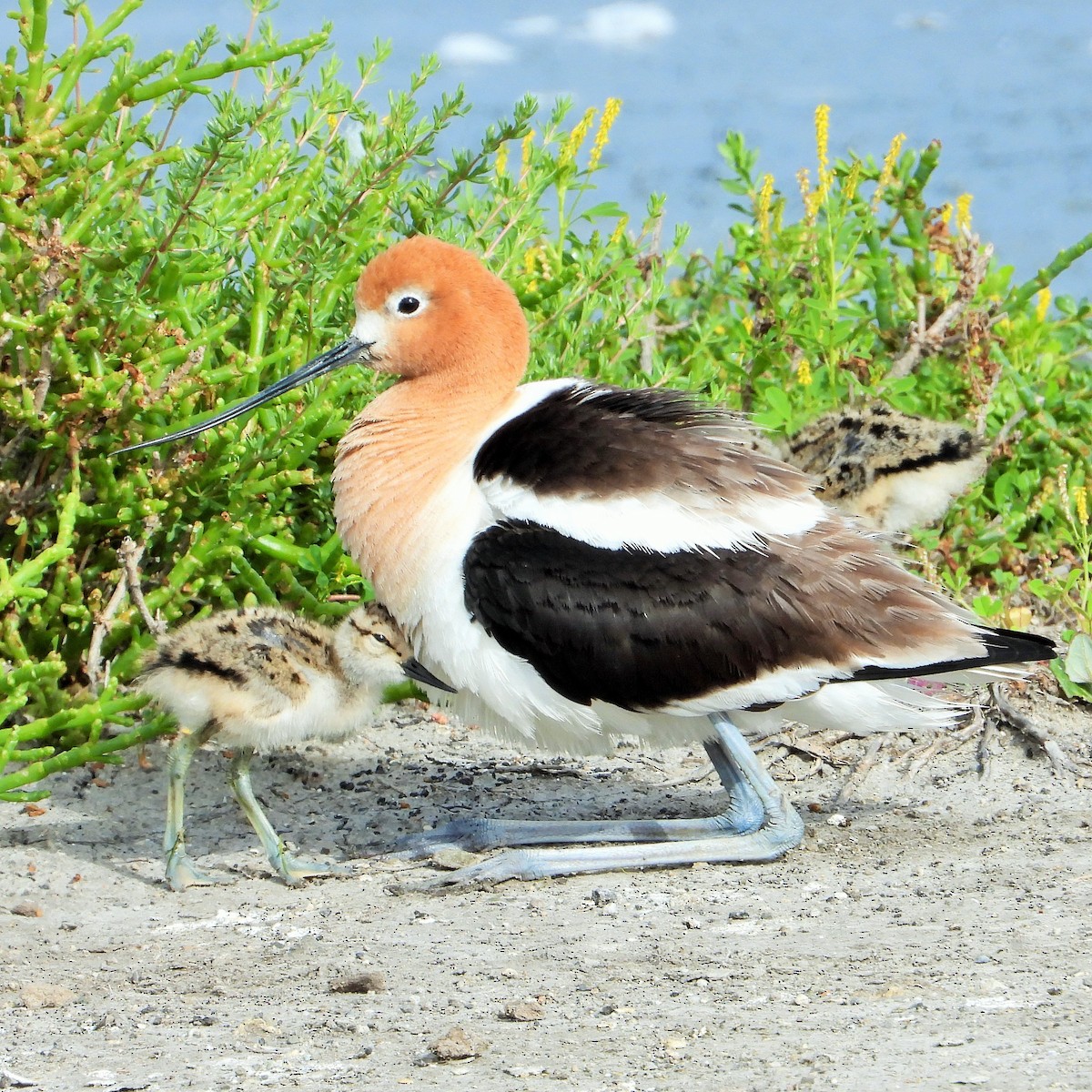 Avocette d'Amérique - ML619557474