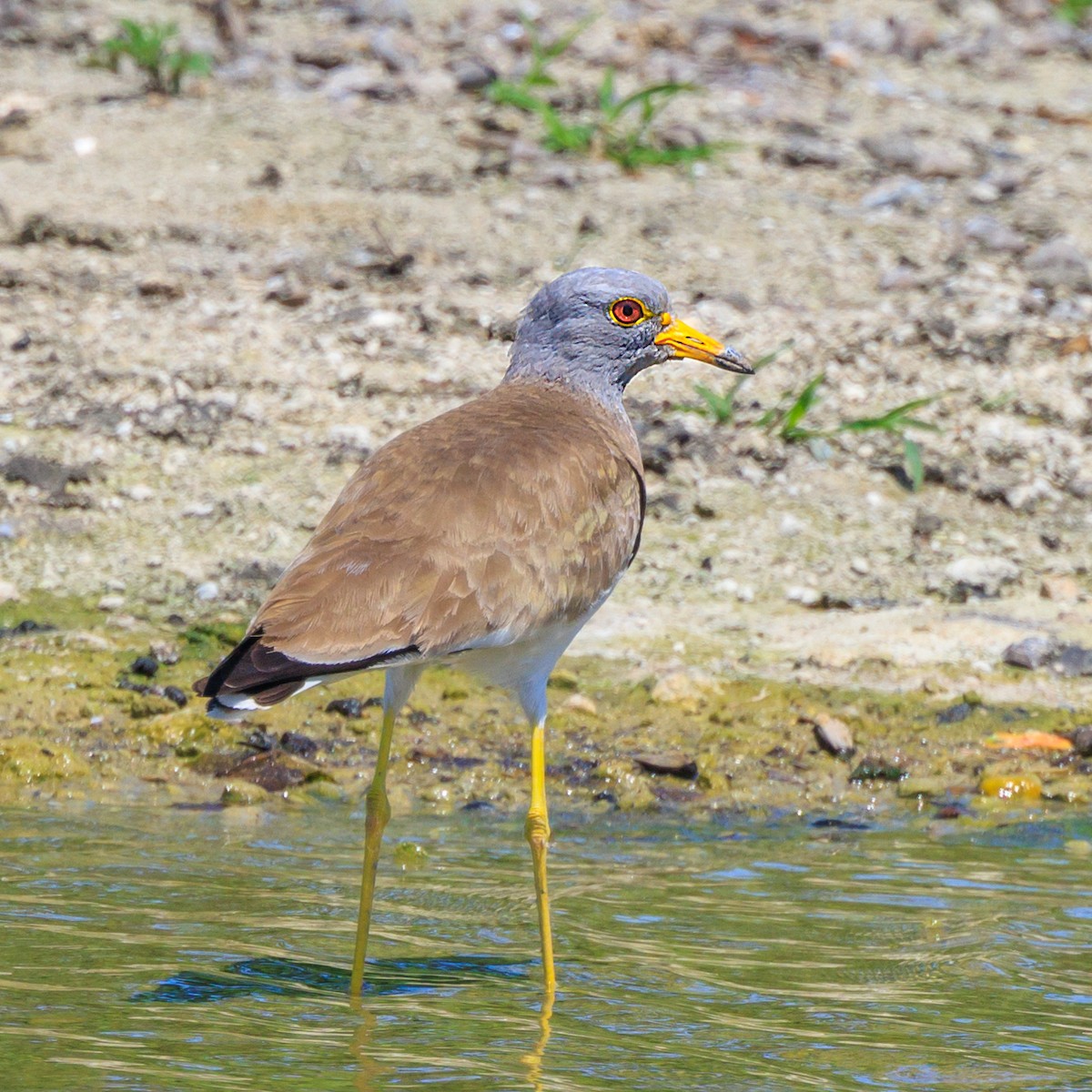 Gray-headed Lapwing - Masaharu Inada