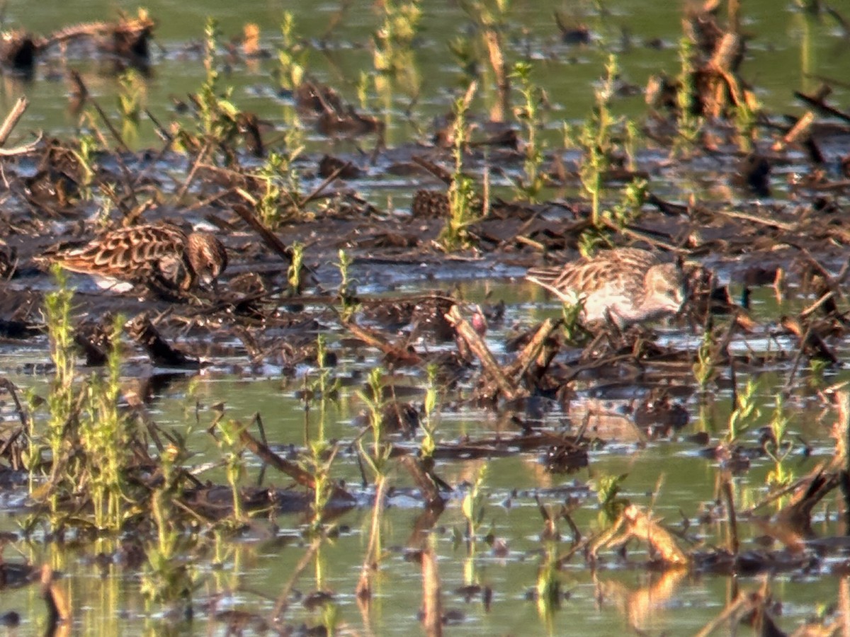 Semipalmated Sandpiper - Nathan Goldberg