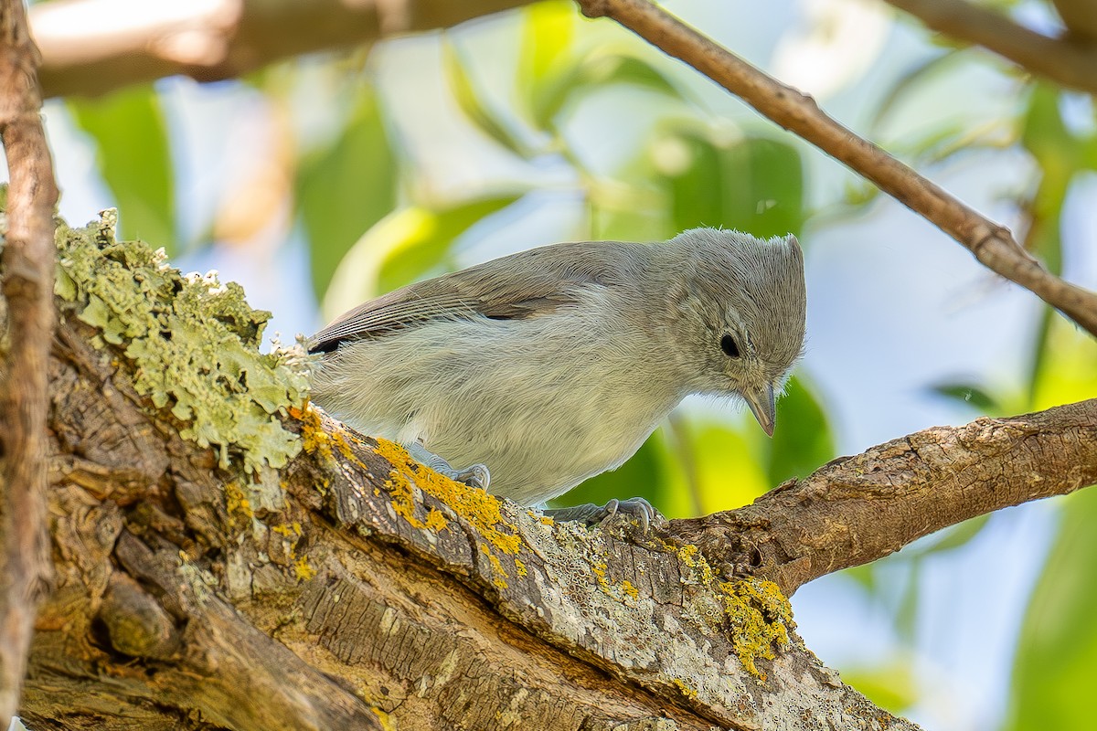 Oak Titmouse - Xiang Gao