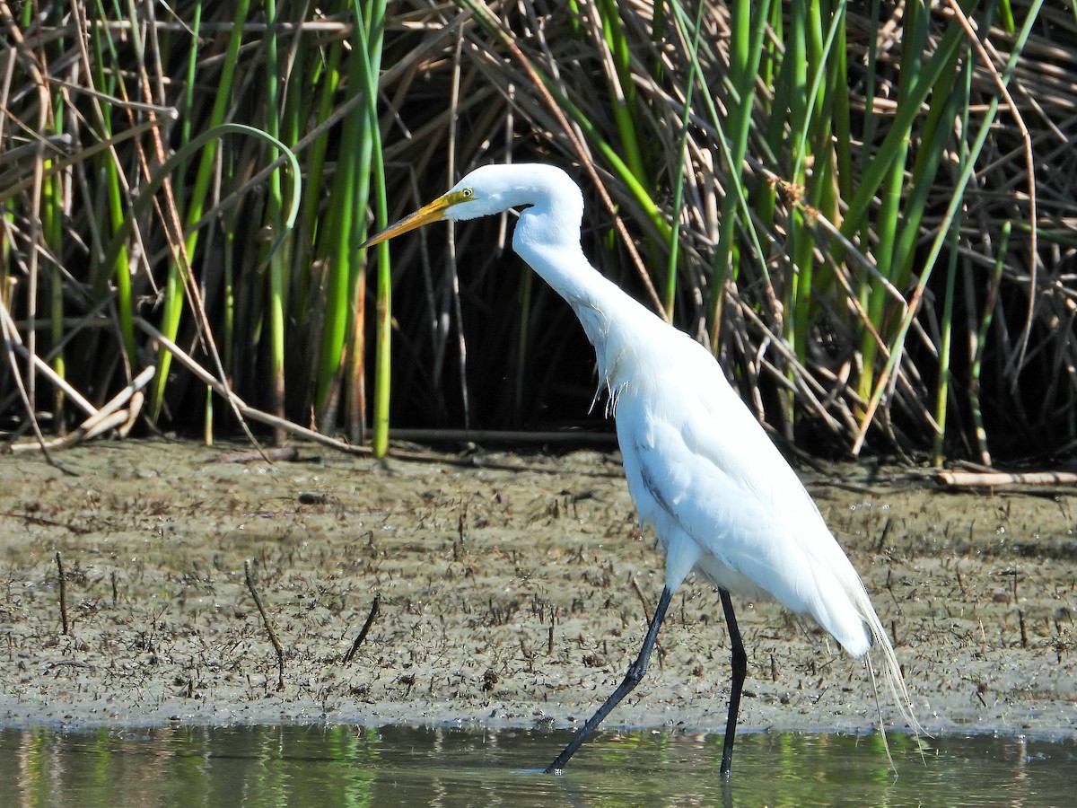 Great Egret - Carol Ann Krug Graves