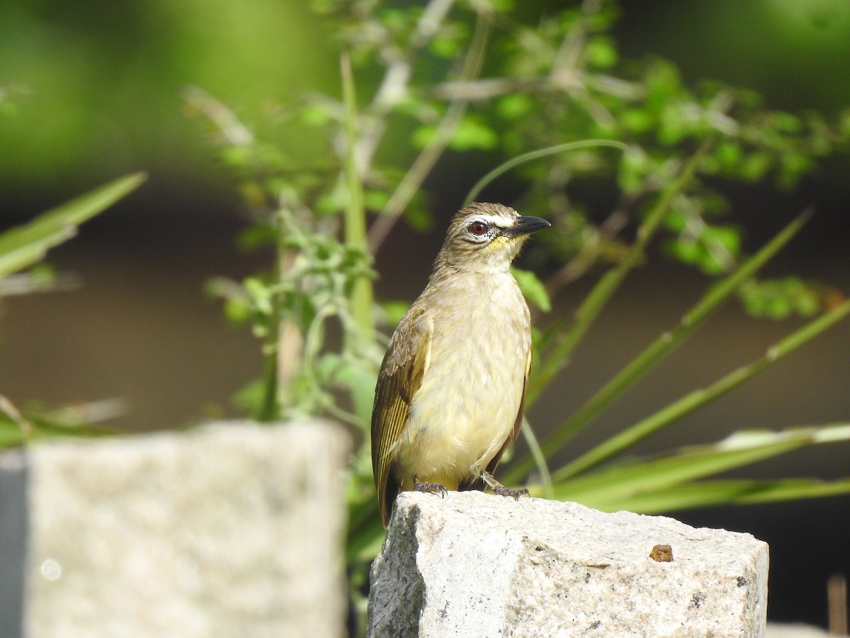 White-browed Bulbul - Angeline Mano M