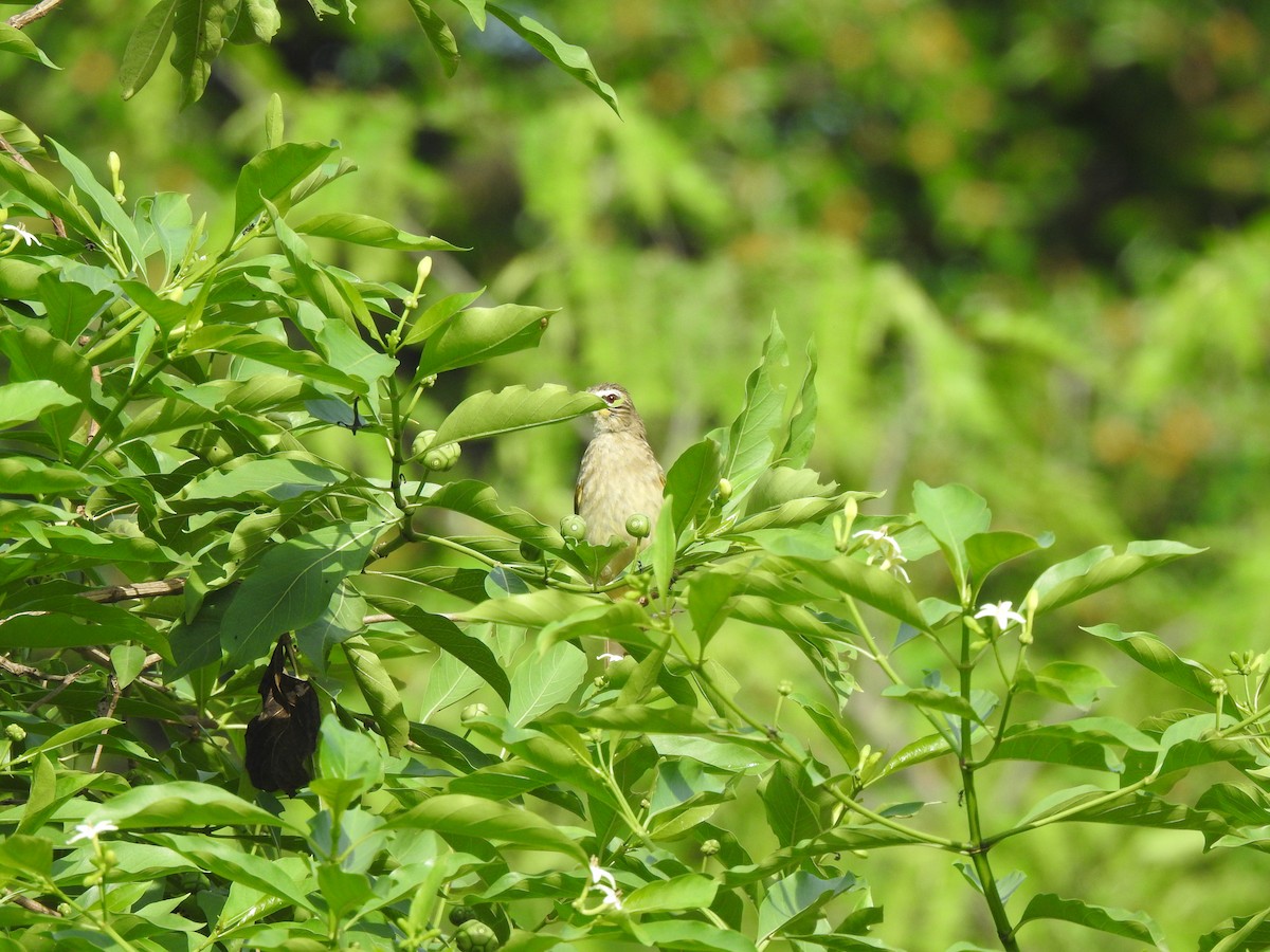 White-browed Bulbul - Angeline Mano M