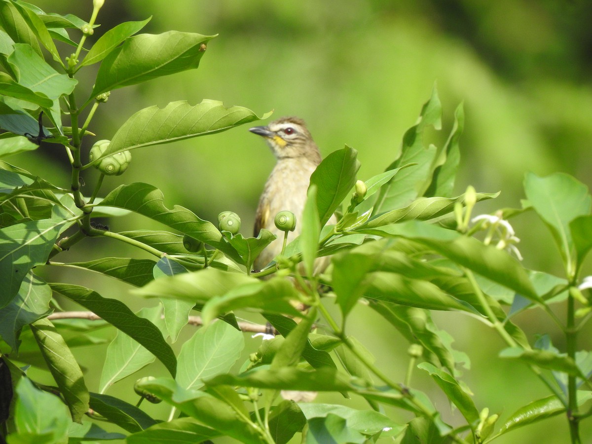 White-browed Bulbul - Angeline Mano M