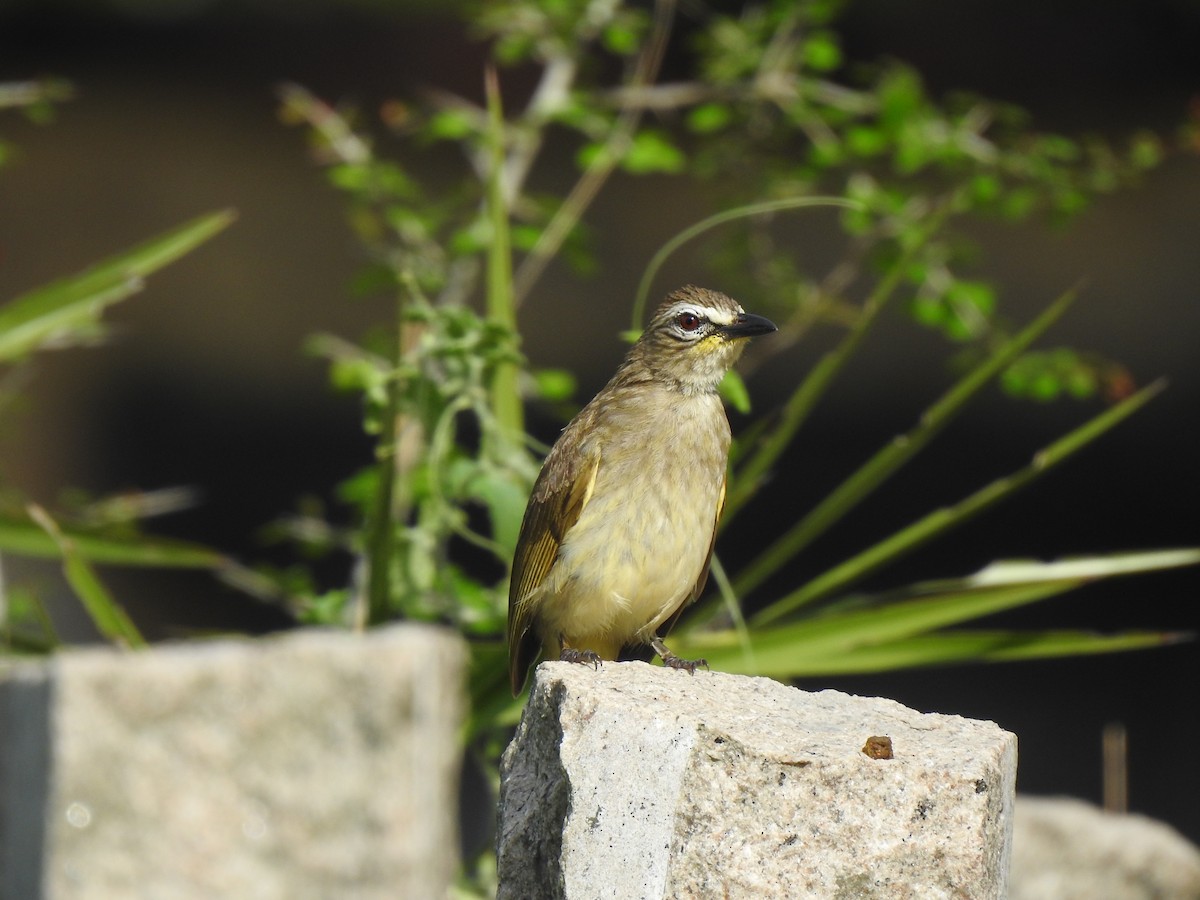 White-browed Bulbul - Angeline Mano M