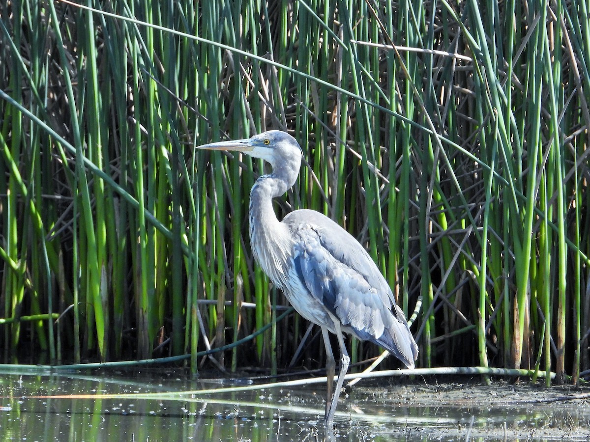 Great Blue Heron - Carol Ann Krug Graves