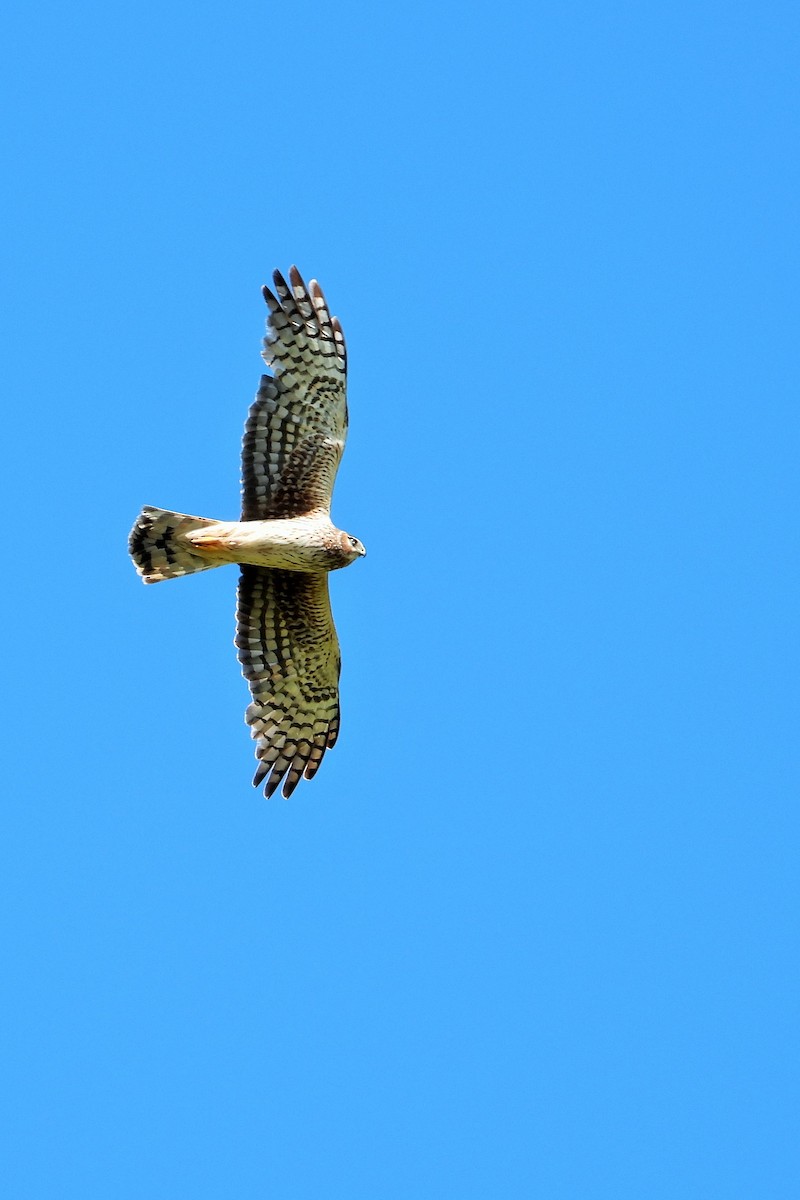 Northern Harrier - Carol Ann Krug Graves