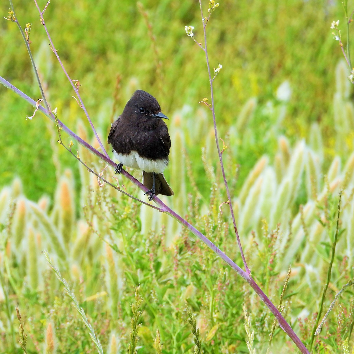 Black Phoebe - Carol Ann Krug Graves