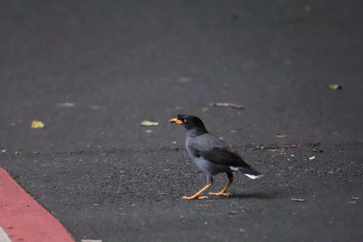 Javan Myna - Ying ZHOU