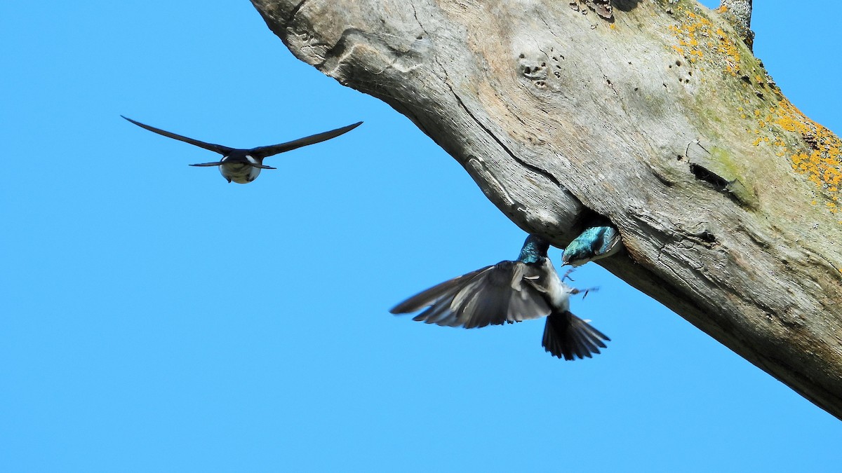 Tree Swallow - Carol Ann Krug Graves