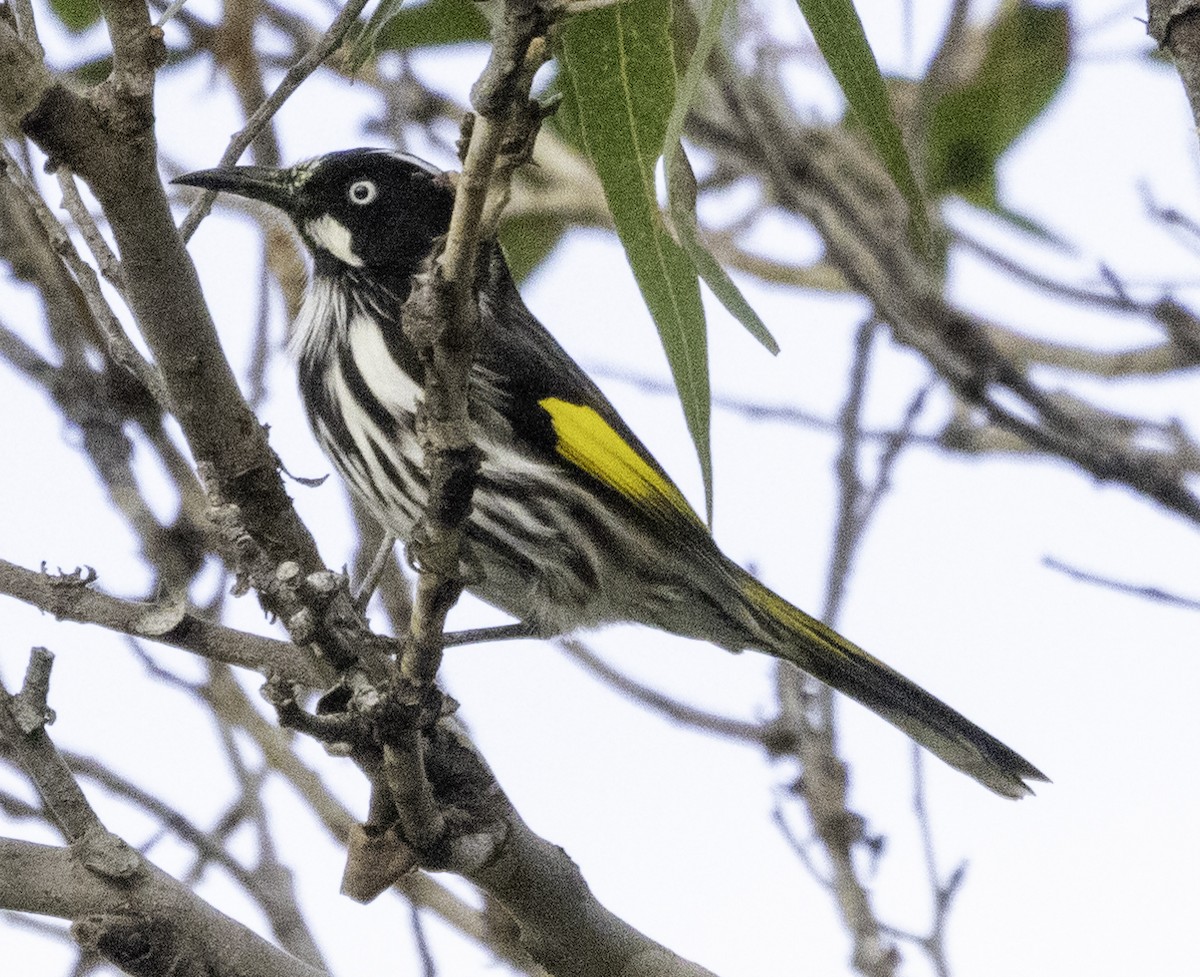 New Holland Honeyeater - John Brown